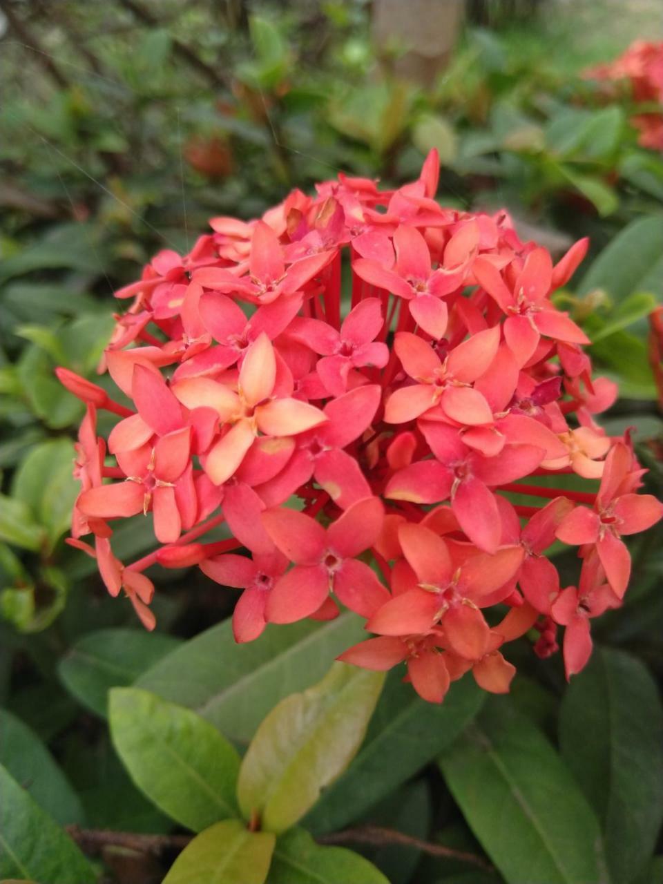 Chaiti Eco Homestay- Santiniketan โบลปูร์ ภายนอก รูปภาพ