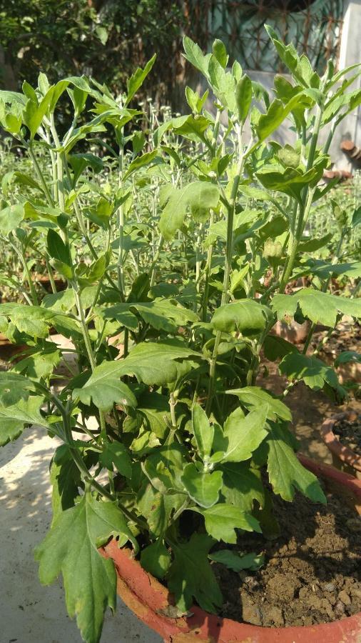 Chaiti Eco Homestay- Santiniketan โบลปูร์ ภายนอก รูปภาพ