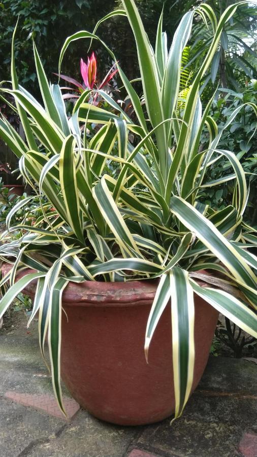 Chaiti Eco Homestay- Santiniketan โบลปูร์ ภายนอก รูปภาพ