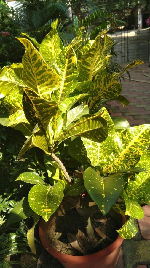 Chaiti Eco Homestay- Santiniketan โบลปูร์ ภายนอก รูปภาพ